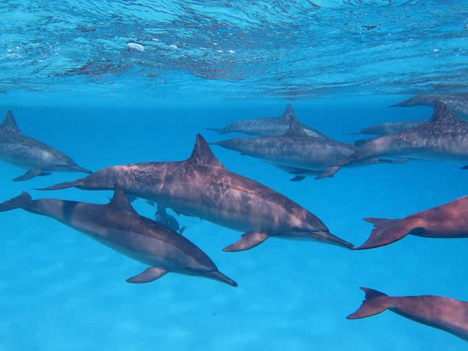 Dolphin House Trip scuba diving trip in Hurghada Red Sea Egypt for beginners and certified divers