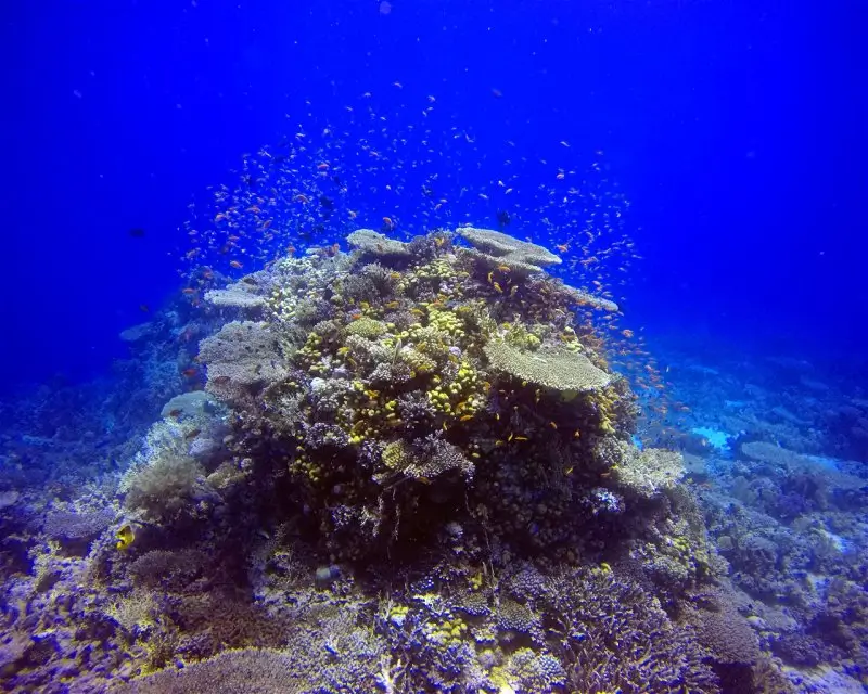 Careless Reef