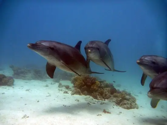 Dolphin House Hurghada